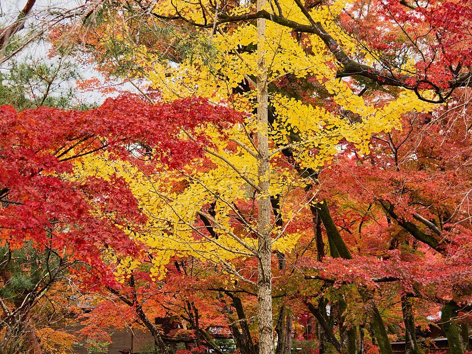 宝厳院の紅葉
