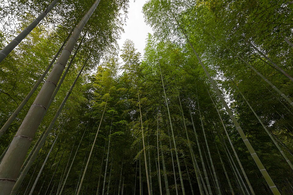 嵯峨野の竹林の小径
