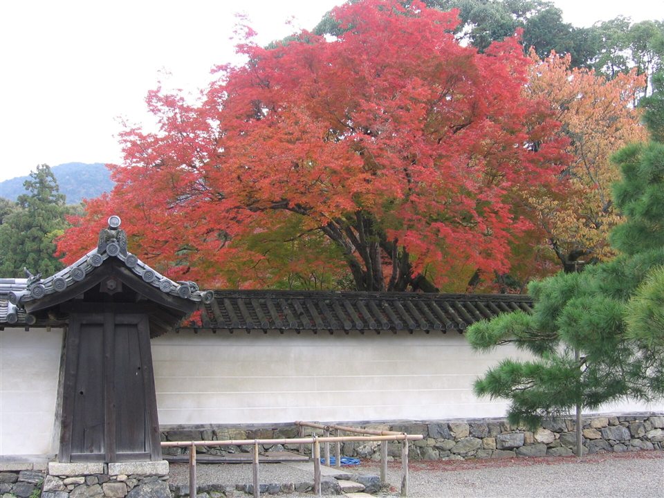 白い塀越しに見る醍醐寺の大きなモミジ