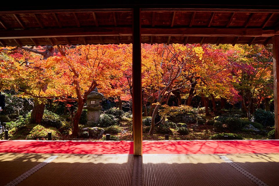 圓光寺の書院から見た十牛之庭の紅葉