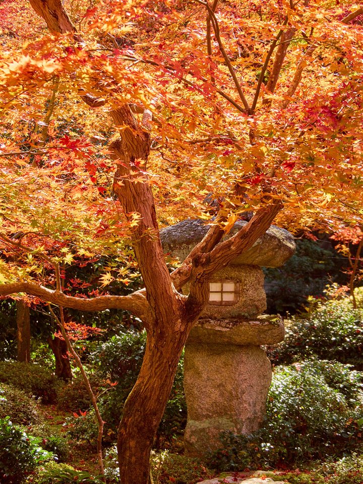 圓光寺の紅葉と石灯籠