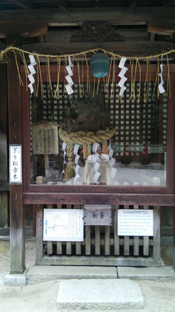 八大神社にまつられている一乗寺下り松の古木（2014年3月撮影）