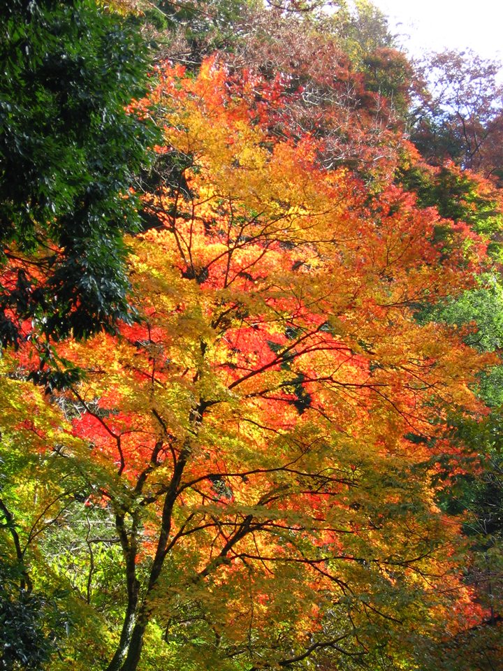 貴船の紅葉