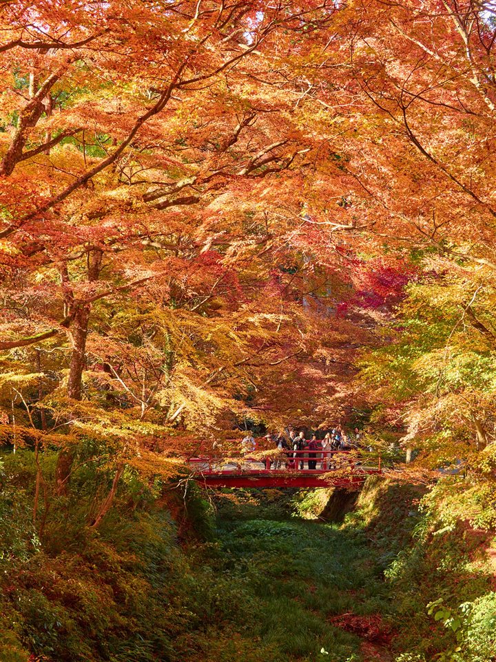 三千院の紅葉と赤い橋