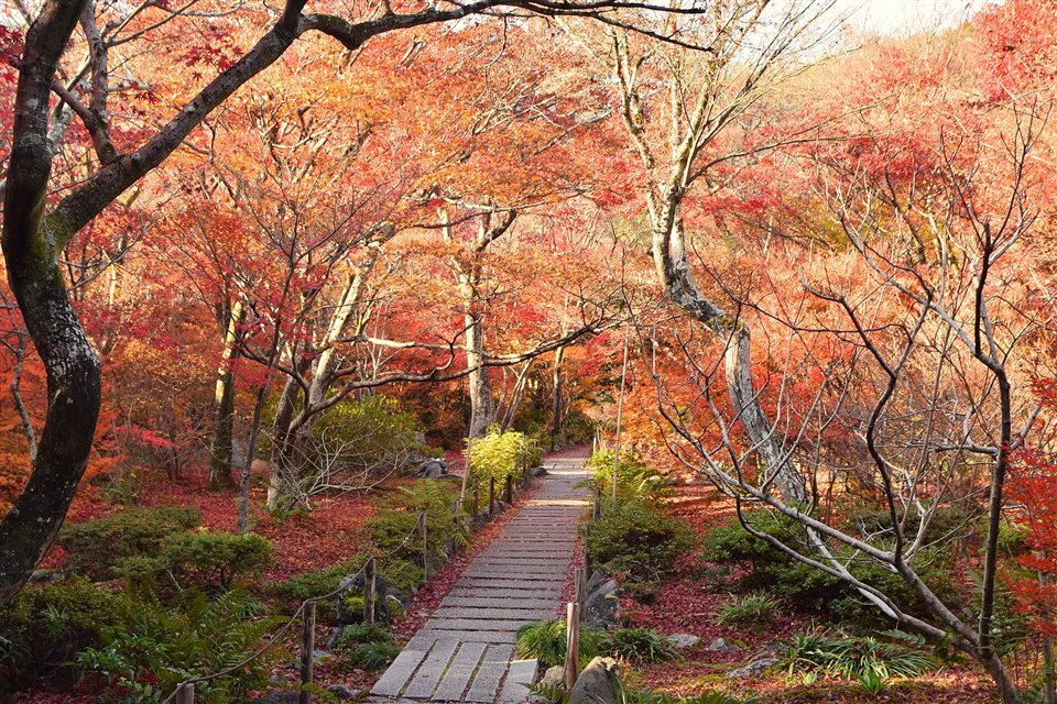宝筐院の紅葉に包まれた石畳の小道