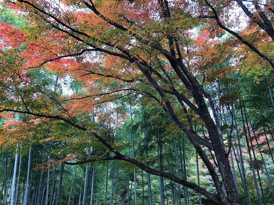 常寂光寺の竹林と紅葉