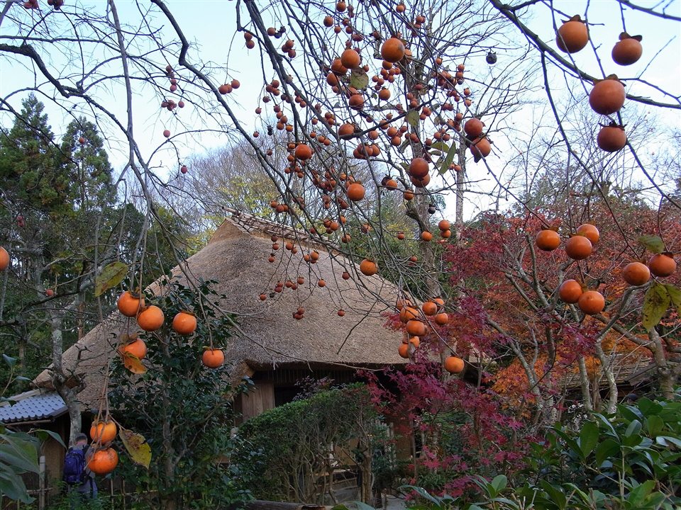 落柿舎のかやぶき屋根と柿の実