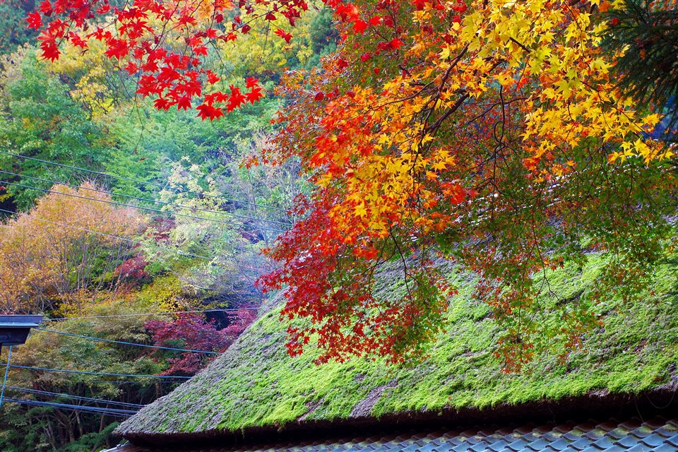 鳥居本の紅葉