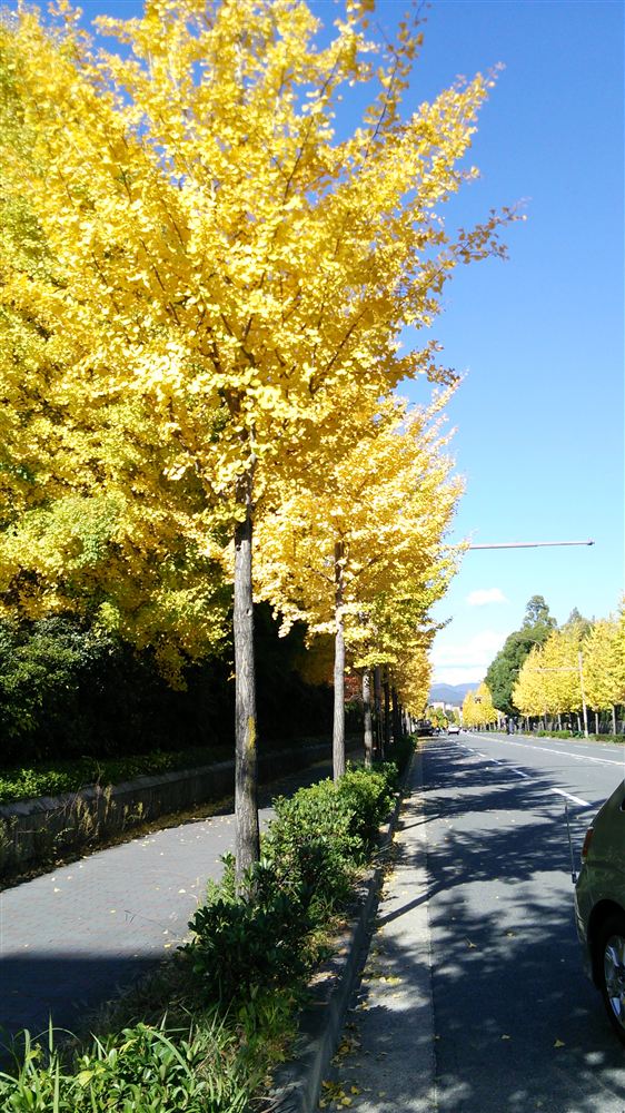 京都大学横・東大路通のイチョウ並木（2013年11月18日撮影）