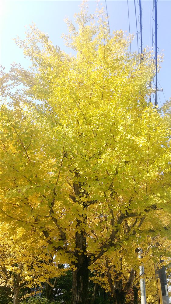 真っ黄色のイチョウ（2013年11月16日撮影）