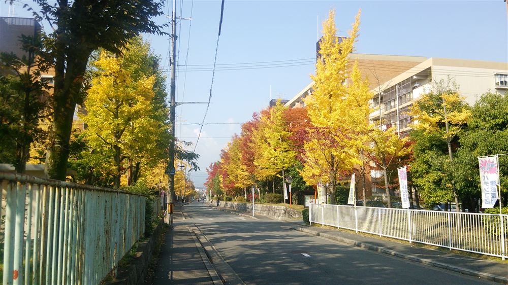 カナート洛北（現・洛北阪急スクエア）南側のイチョウ並木（2013年11月16日撮影）