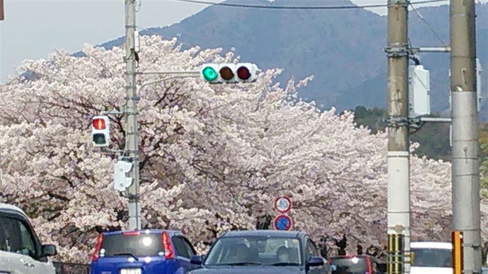 満開の高野川（川端通）の桜並木と比叡山（2014年4月8日撮影）