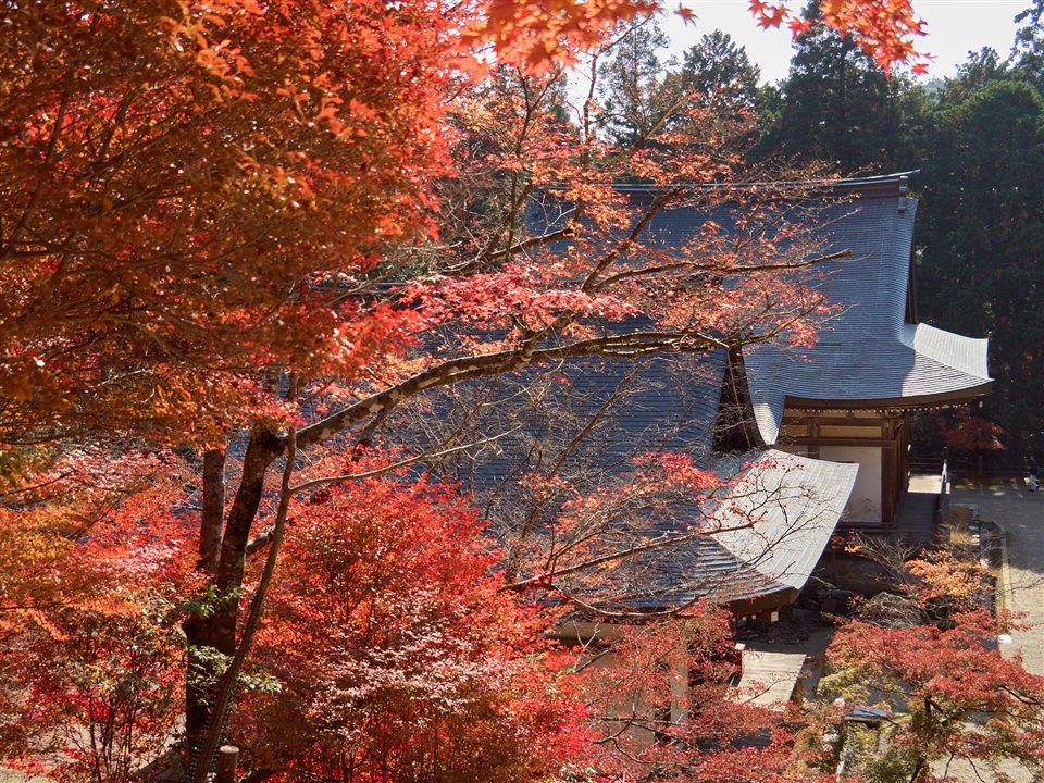紅葉越しに見る神護寺の堂