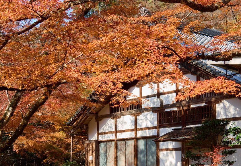 西明寺の白壁の建物とオレンジ色の紅葉
