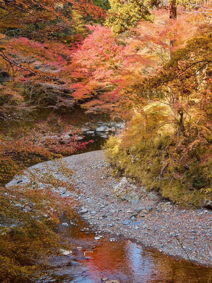 紅葉に包まれた高雄の谷と浅い川