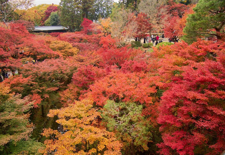 東福寺の渓谷・洗玉澗を埋める紅葉