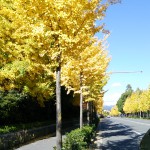 京大横のイチョウ並木は今が見頃♪