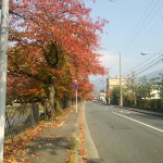 川端通り沿いの桜並木が紅く紅葉して綺麗