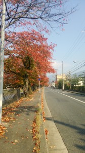 川端通り沿いの桜並木が紅く紅葉して綺麗