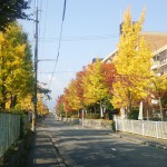 カナート前のイチョウ並木が見頃です！コントラスト最高♪