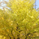 イチョウの黄色がハンパない！