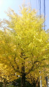 イチョウの黄色がハンパない！