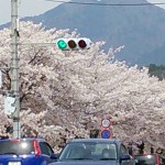 鴨川（高野川）沿いの桜が満開♪