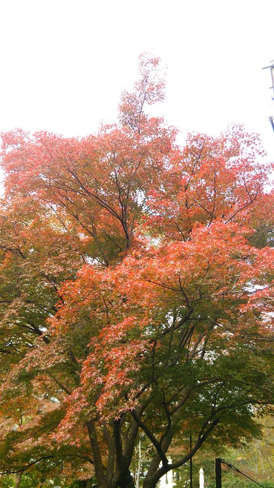 八瀬・叡山電鉄八瀬比叡山口駅周辺の紅葉（2013年11月17日撮影）